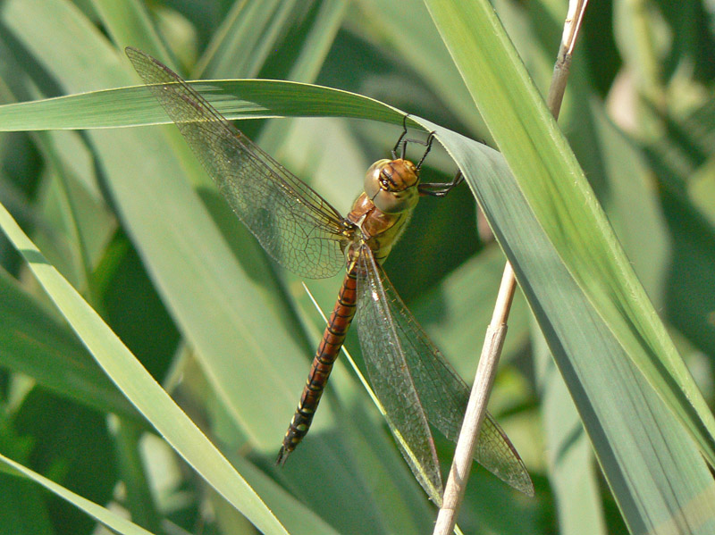 Femmina di Aeshna mixta? no, A. affinis